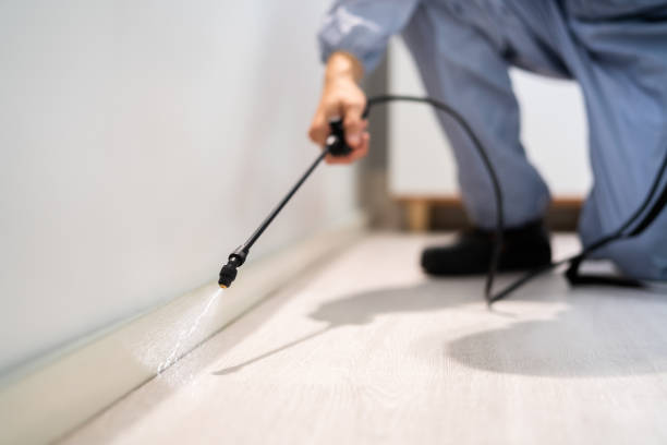 Licensed Wasp Removal service in Gibson, AR - Show Me Pest Control